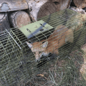 Captured fox Captured fox